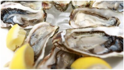 oysters