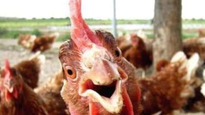 Chickens Have Come Home to Roost