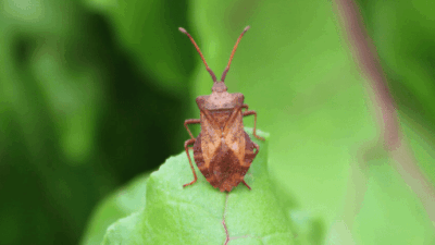 insect