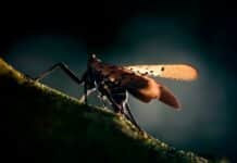 Spotted Lanternfly (Marc McAndrews-The New York Times-Redux)