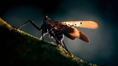 Spotted Lanternfly (Marc McAndrews-The New York Times-Redux)