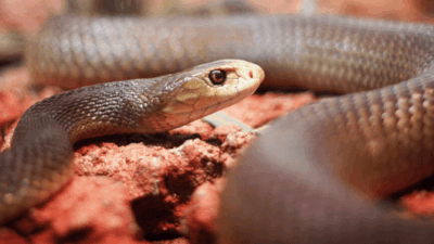Black mamba