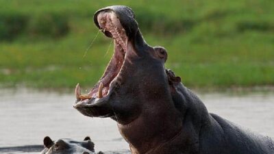 Hippos - Depositphotos