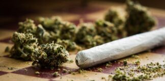 Marijuana & rolled joint (Adobe Stock)