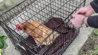 Rent a Chicken - KPIX