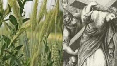 Wheat and Tares; Jesus Carrying Cross (Online Courtesy)