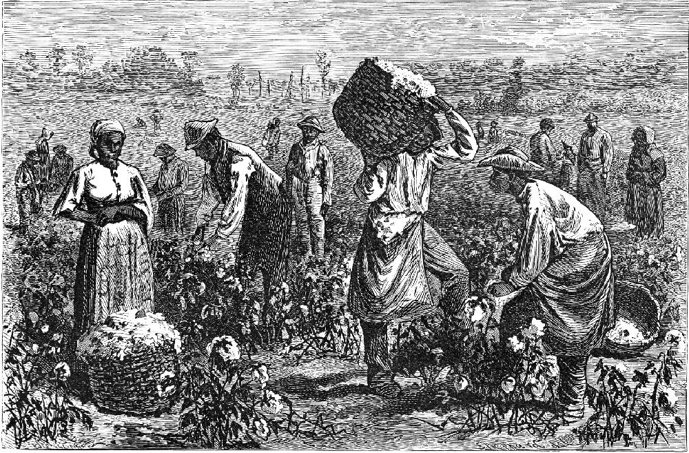 Slaves picking cotton on southern plantation - GettyImages