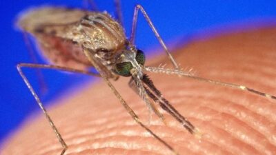 Mosquito biting someone (Scott Camazine-Alamy Stock Photo)