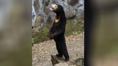 Sun Bear (Courtesy Hangzhou zoo)