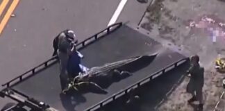 Alligator in truck bed - screenshot