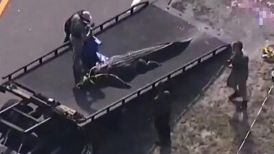 Alligator in truck bed - screenshot
