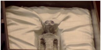 Mexican officials show non-human alien corpses
