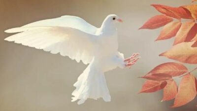 White Dove