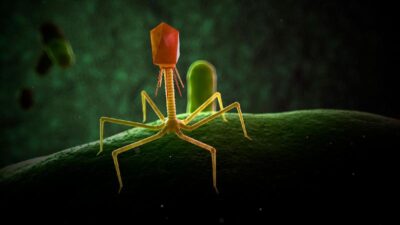 Illustration of bacteriophage (SCIEPRO-Science Photo Library-Getty Images)