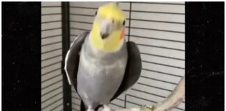 VIRAL SINGING BIRD