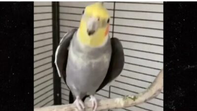 VIRAL SINGING BIRD