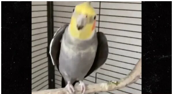 VIRAL SINGING BIRD