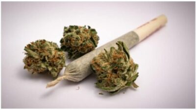 Cannabis