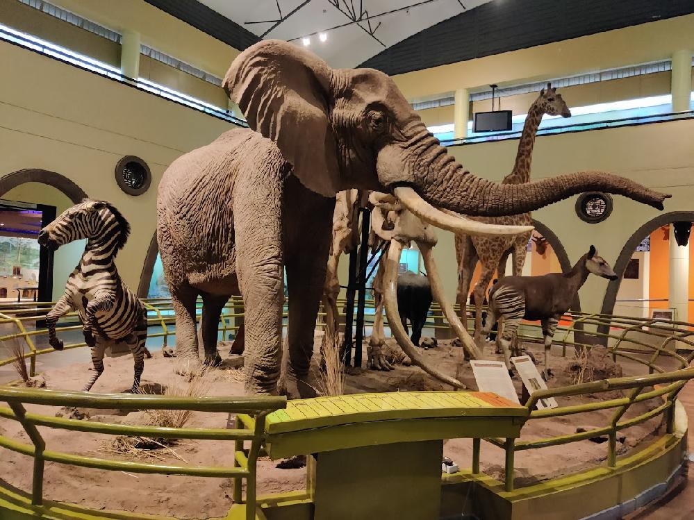 Inside Nairobi National Museum