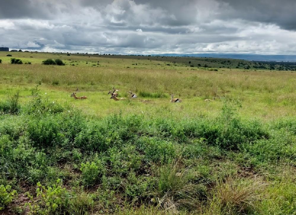Nairobi National Park
