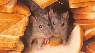 Rats in bread - screenshot