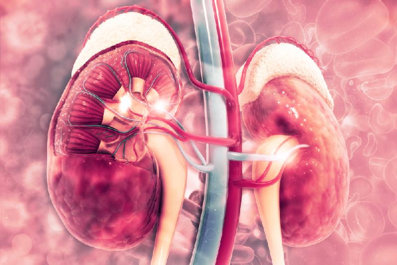 Kidneys - Depositphotos