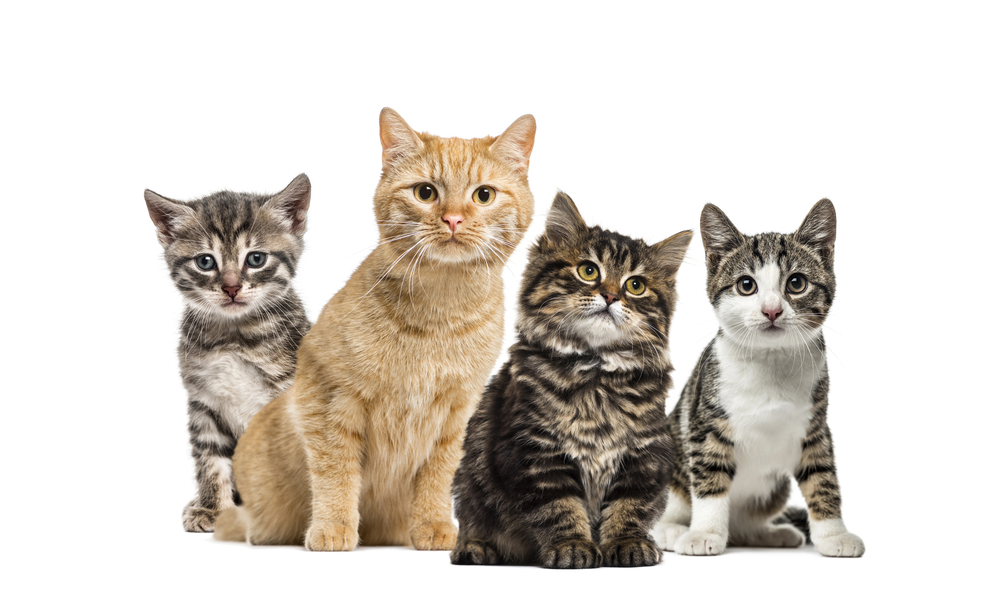 multiple cats