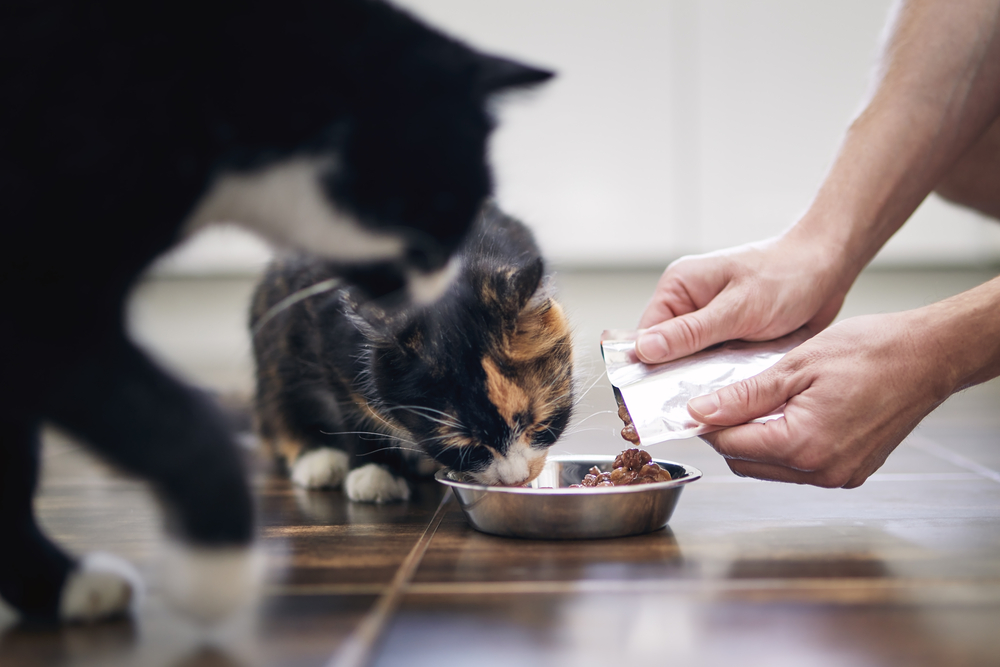 cats eating