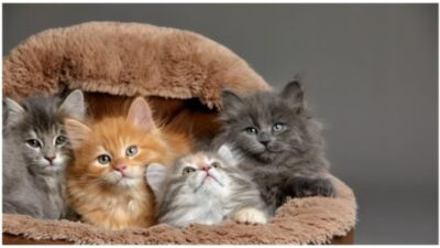 cats/kittens