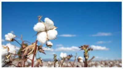 Cotton field (Turkey / Izmir). Agriculture concept photo.