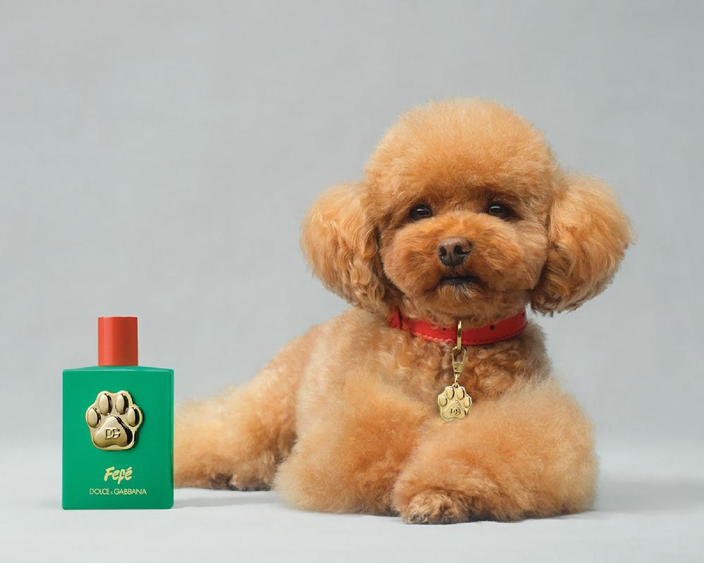 Dolce & Gabbana dog perfume (Courtesy Dolce & Gabbana via CNN Newsource) 
