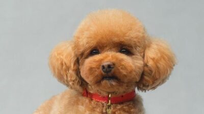 Dolce & Gabbana dog perfume (Courtesy Dolce & Gabbana via CNN Newsource)