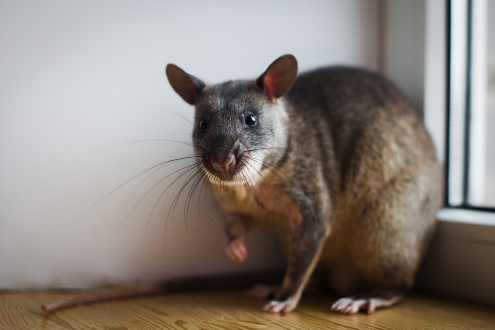 giant rat