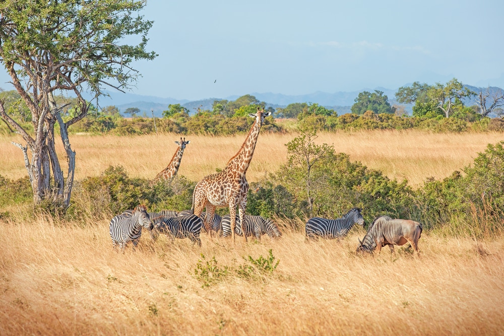 Safari