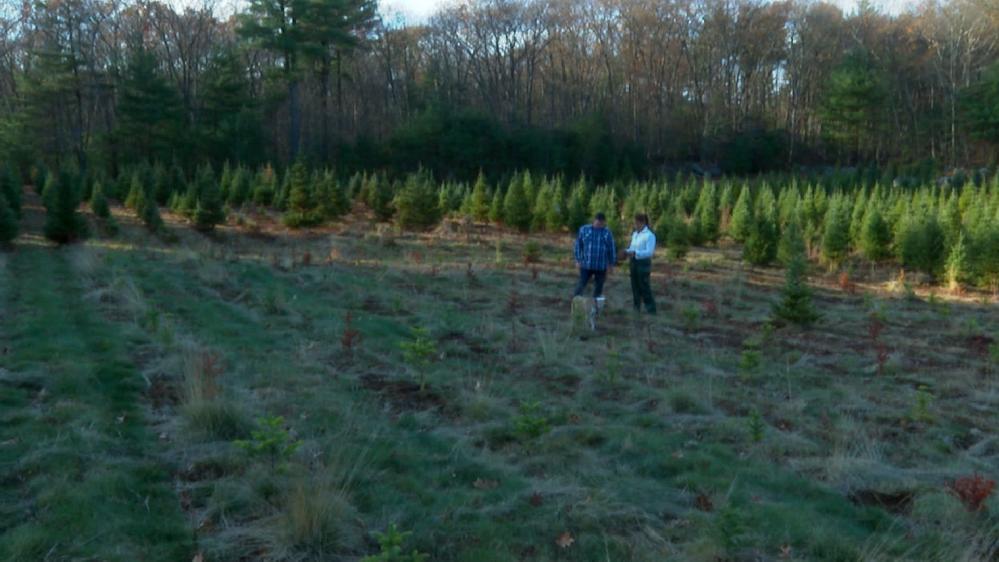 Drought Impacts Christmas Tree Farmers in the Northeast // Christmas Tree farm (WBZ via CNN Newsource) 