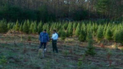 Christmas Tree farm (WBZ via CNN Newsource)