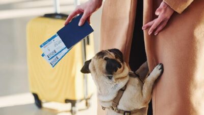 Pug dog with the owner in the airport - Shutterstock