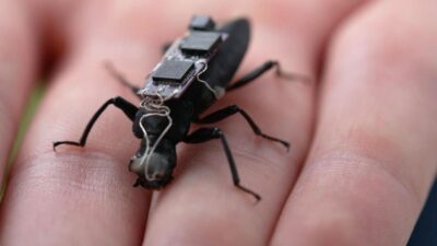 Cyborg cockroach (Dan Soekov for CNN via CNN Newsource)