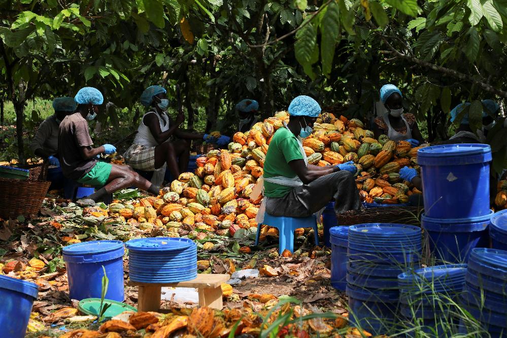 Fresh fruit being harvested in Ghana (Francis Kokoroko-Reuters via CNN Newsource) 