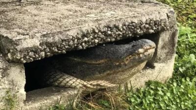 Alligator stuck in storm drain - Photo via Cape Coral Fire Department