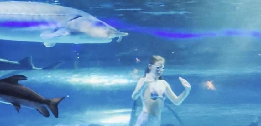 A mermaid performer in China was bitten in the head by a giant fish // Giant fish attacks mermaid - screenshot