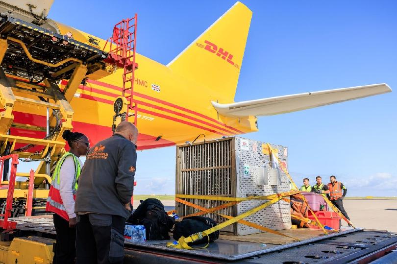 DHL plane being loaded