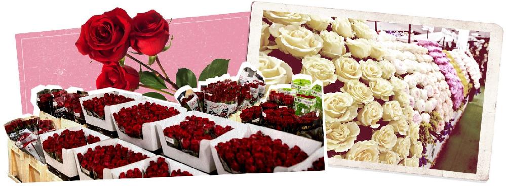 Valentine's Day Roses