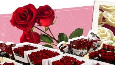 Valentine's Day Roses