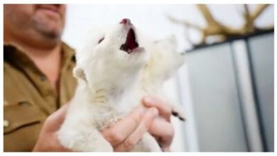Biotech Company Brings Back Extinct Dire Wolf