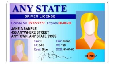 Generic female state driver license