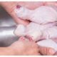 Raw chicken