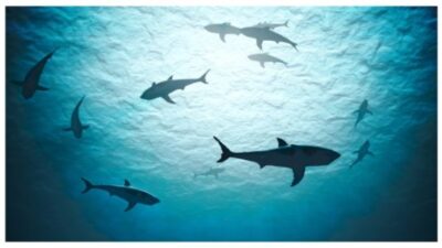 Silhouettes of sharks underwater in ocean against bright