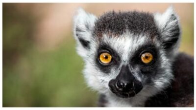 Lemur looking, Ring-tailed lemur (Lemur catta) wild portrait