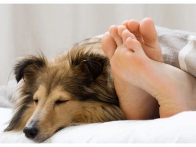 dog health/care